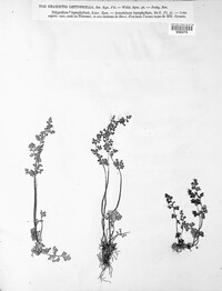 Anogramma leptophylla image